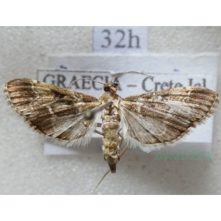 Duponchelia fovealis Zeller, 1847 Greece32h